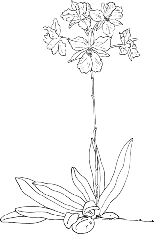 Broughtonia Sanguinea Coloring Page